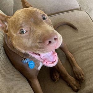 Meet your Posher, Alex